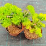 Normandská jedľa (Abies Nordmanniana) - výška 15-25 cm, kont. C3L